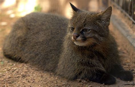 10 Incredibly Rare Wild Cat Species You Didnt Know Exist