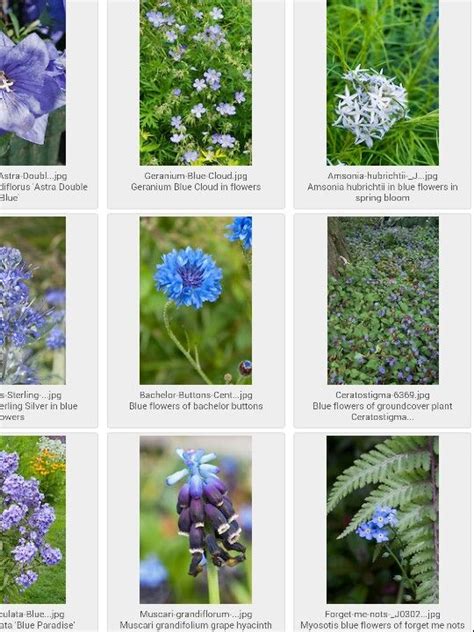 Baby Blue Flowers Names Blue Flowers For Your Garden Saga Flower