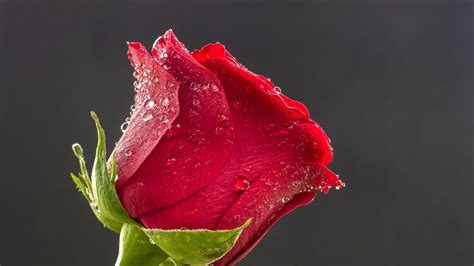 Unduh 58 Wallpaper Red Rose Flower Images Terbaik Postsid