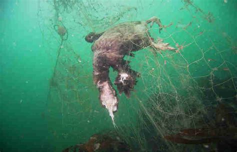 Ghost Fishing Nets Are Killing Thousands Of Marine Animals Each Year