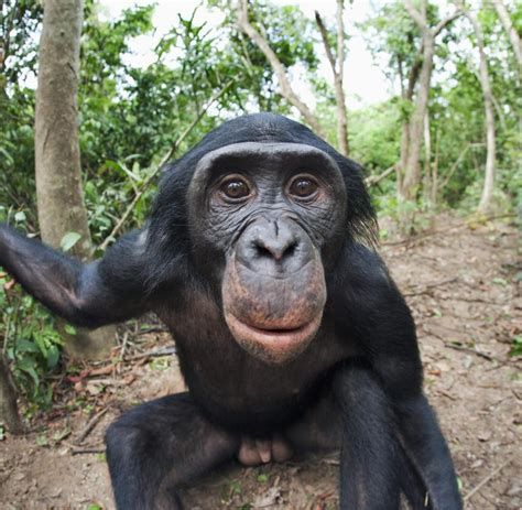 354 bonobo stockvideoclips in 4k und hd für kreative projekte. Tierische Konflikte: Beim Streit gewinnen attraktive ...