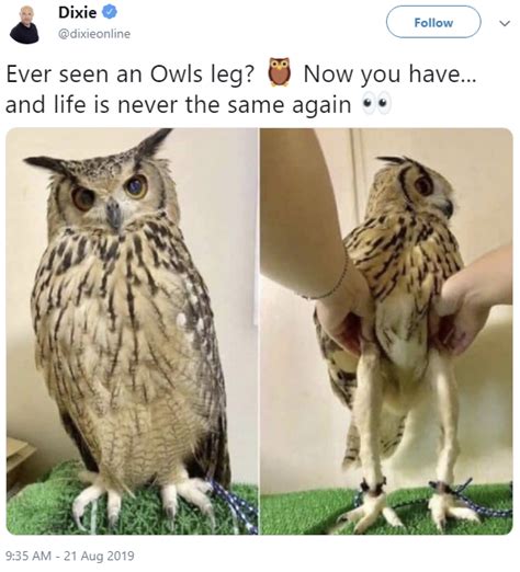 Memes For Owls Funny Animal Videos Animal Memes Funny Animals