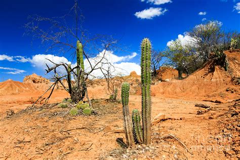 Desert Cactus In Desert Tatacoa Photograph By Ilyshev Dmitry Pixels