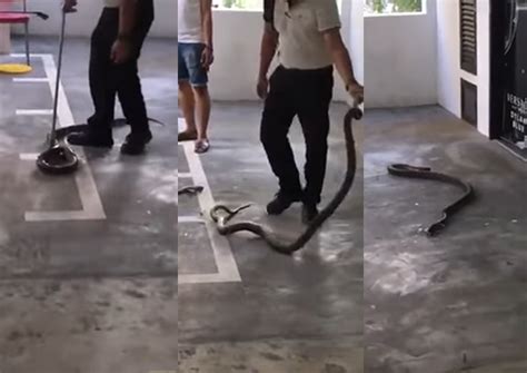 Allison pest control, phone number: Outrage over video of pest control company staff throwing ...
