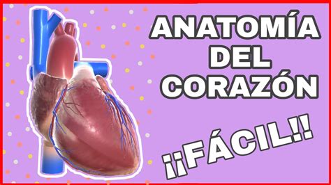 Anatomia Del Corazón Configuración Externa Del Corazón Youtube