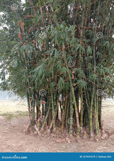 A Bunch Of Bamboo Trees Stock Image Image Of Forest 167941279