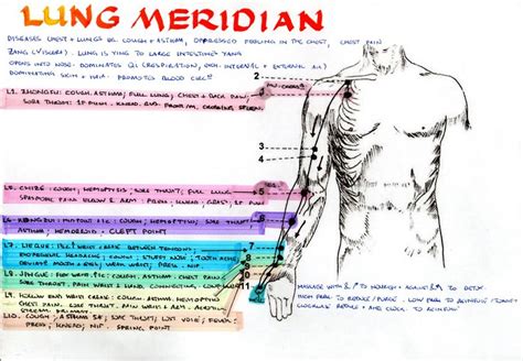 The Lung Meridian With The Points Commonly Used In Tui Na Massage Health And Wellbeing