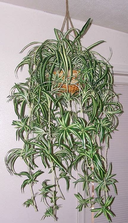 Fabulous Hanging Spider Plant Indoors Wooden Planters Wall Mounted