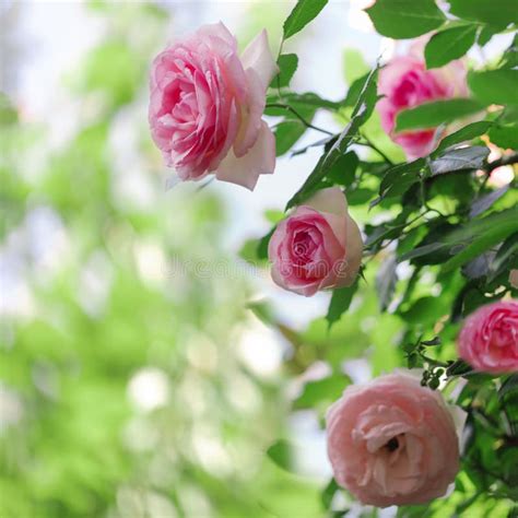 Beautiful Pink Roses In A Summer Garden Stock Image Image Of