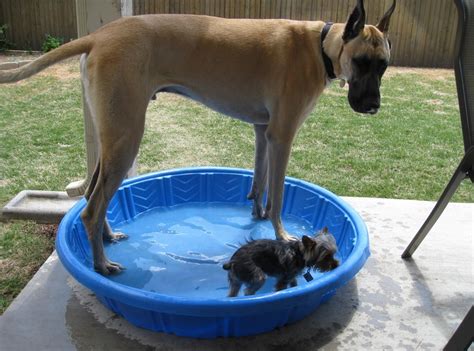 Ten Annoying Problems for Big Dogs You Didn't Know They Have