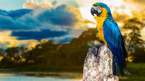 Macaw Wallpaper 72 Pictures