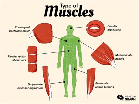 Type Of Muscles Infographic Templates