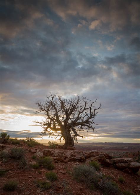 Landscape Utah Tree Desert Sunset John Greengo John Greengo Photography