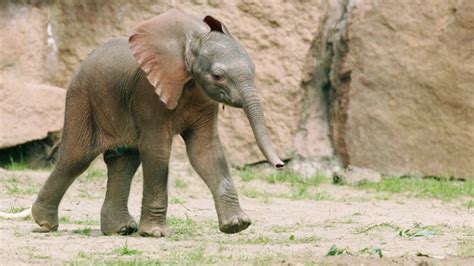 Sri Lanka Court Orders Arrest Of Buddhist Monk For Keeping Pet Elephant