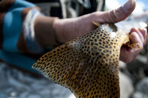 Photography Reel Recovery On The Yellowstone Hatch Magazine Fly