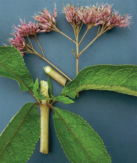 Wildflower Of The Year Hollow Joe Pye Weed Eutrochium Fistulosum