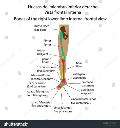 Human Skeleton Right Lower Limb Bones Stock Vector Royalty Free