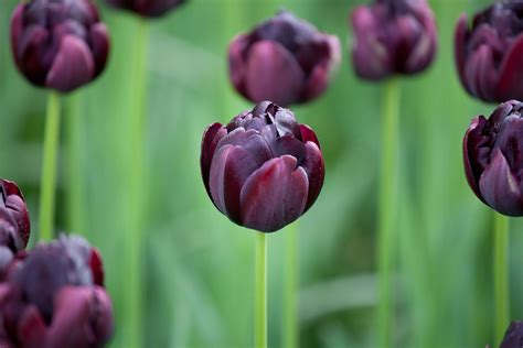 Black Hero Tulip Bulbs For Sale — Artemis Flower Farm