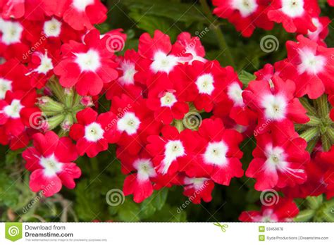 Beautiful Red Flowers At Summer Garden Stock Photo Image 53459878