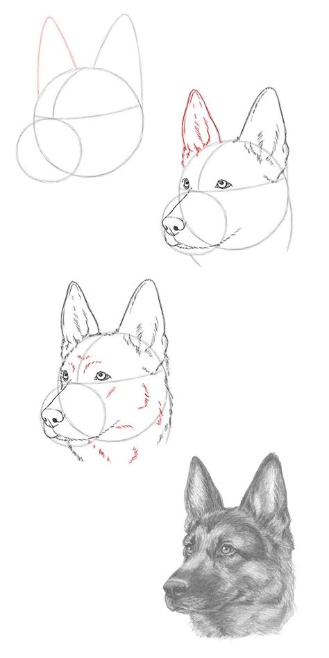How To Draw A Dog German Shepherd Step By Step Stowoh