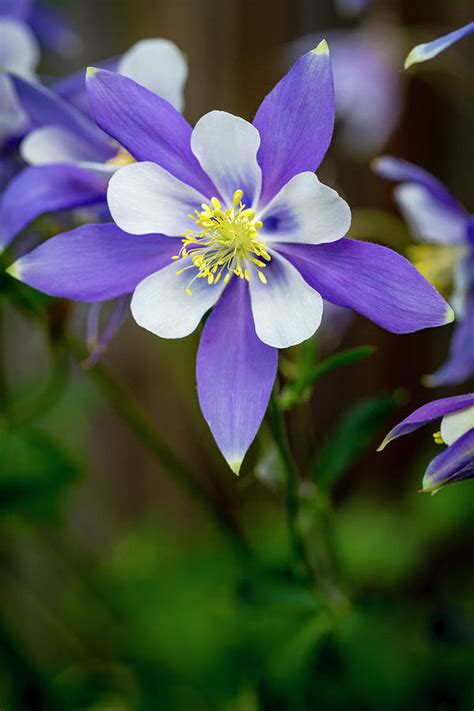 Colorado State Flower Blue Columbines Photograph By Teri Virbickis Pixels