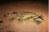 Liberty University Dinosaur Fossil Images