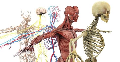 11 Sistemas Do Corpo Humano