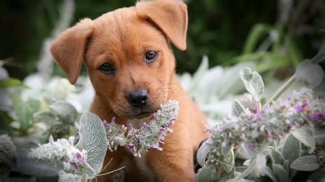 Your cute puppy sad stock images are ready. Sad puppy smells the flowers wallpapers and images - wallpapers, pictures, photos