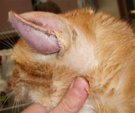 Albums 91 Pictures Pictures Of Ear Hematomas In Cats Completed