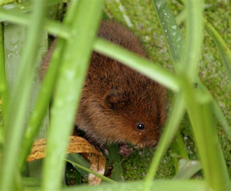 News Hnhs Annual Meeting Hears How Ratty Returned To A Riverbank In Herts
