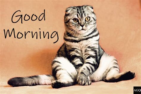 21 Good Morning Cat Images And Pictures