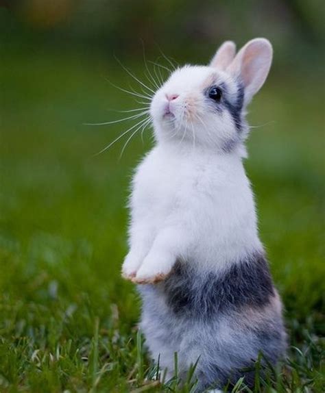30 Adorable Bunnies To Put You In The Easter Spirit Bright Side