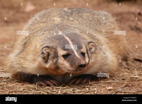 American Badger Lying In Dirt With Claws Horizontal Portrait Stock