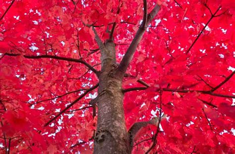 How Tall Do Red Maple Trees Grow The Backyard Pros