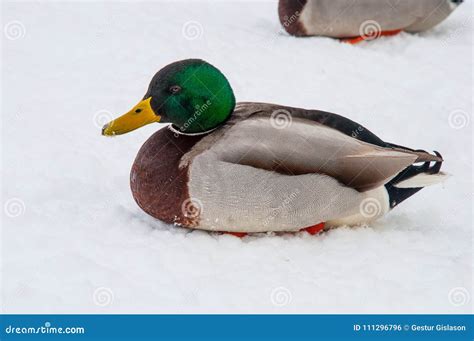 Mallard Duck In The Snow Stock Photo Image Of Duck 111296796