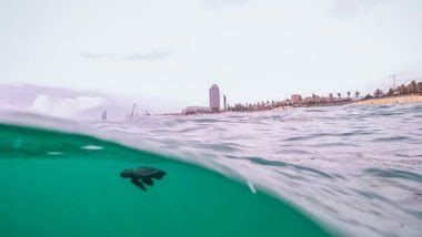 Nacen por primera vez crías de tortuga boba en la playa de la ciudad