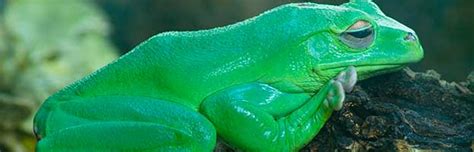 Australian Green Tree Frog Animal Facts And Information