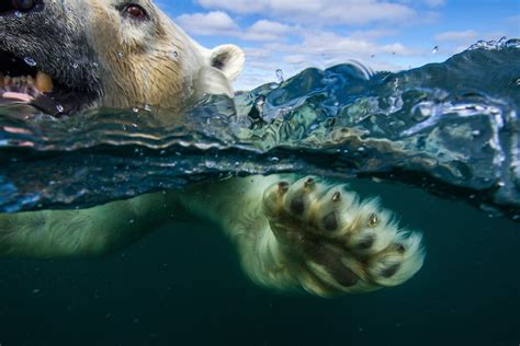 Underwater Polar Bear Hudson Bay Nunavut Canada Paul Souders