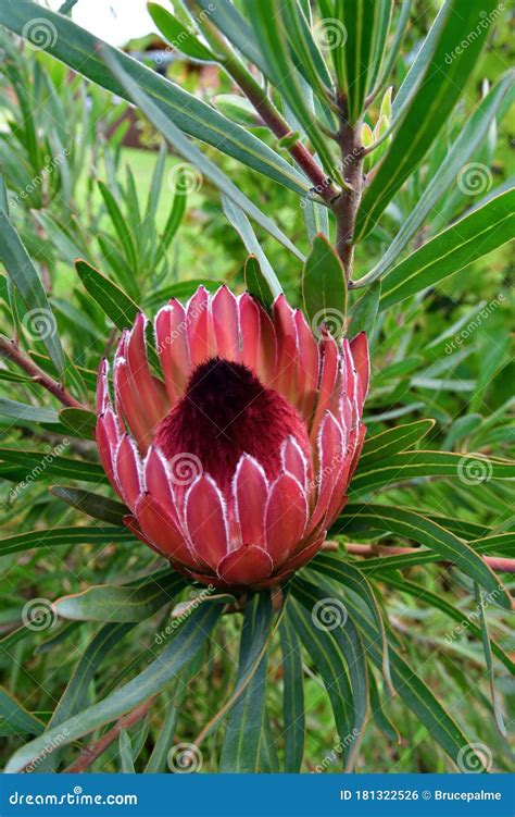 A Protea In A Garden Stock Photo Image Of Pink Wales 181322526