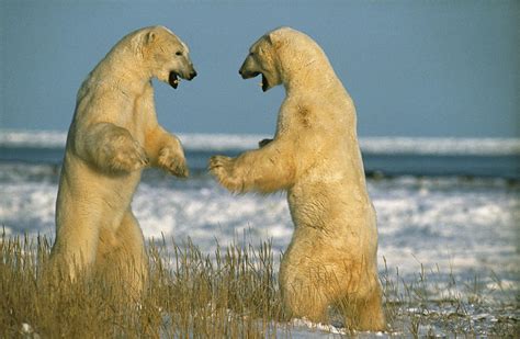 Fighting Polar Bears Photograph By M Watson Fine Art America