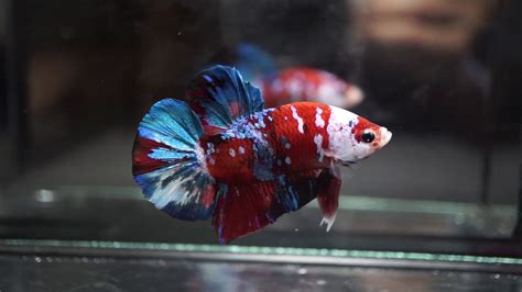 Emerald green fancy halfmoon plakat betta (released. HUGE 1.8" BODY Fancy SUPER RED KOI GALAXY Halfmoon Plakat ...