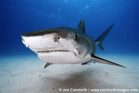 Tiger Shark 100 Photography Blog Cornforth Images