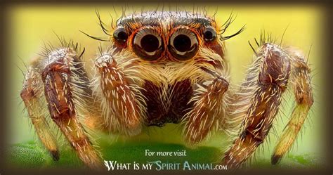 Spider Symbolism And Meaning Spirit Totem And Power Animal