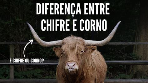 Diferença Entre Chifre E Corno Youtube