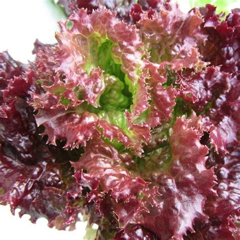 50 Purple Lettuce Heirloom Varieties Diy Home Garden Save This