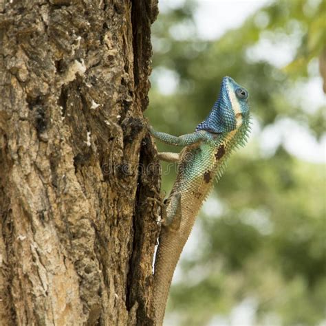 Blue Crested Lizard In Tropical Forest Thailand Stock Image Image Of