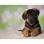 German Shepherd Puppy Dog Portrait Photograph By Ashley Swanson