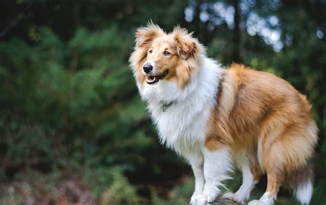 Lassie Cute Orange Fluffy Collie White Dog Animal Hd Wallpaper