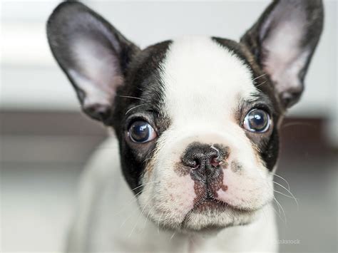 However, you still want to take your new puppy to your veterinarian for the first time within a few days after he comes home. Dr. Ernie's Top Reasons to Visit the Vet With Your New Puppy
