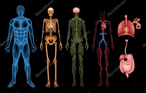 Sistemas Do Corpo Humano — Vetor De Stock © Blueringmedia 26395275